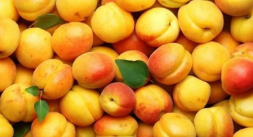 6 Receptů na džem royal meruňka na zimu